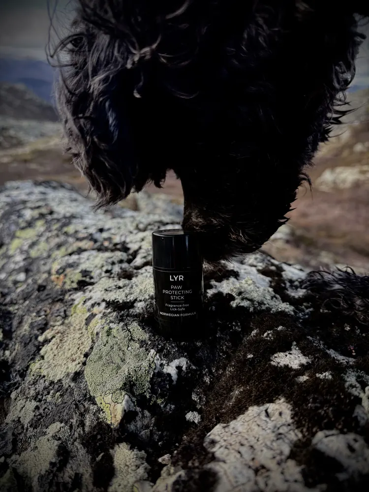 Black dog sniffing the LYR stick on a lichen-covered rock