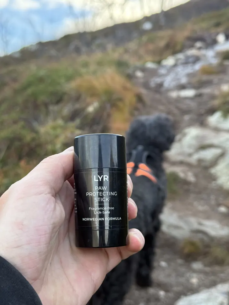 A hand holding the LYR stick on the trail, dog waiting behind