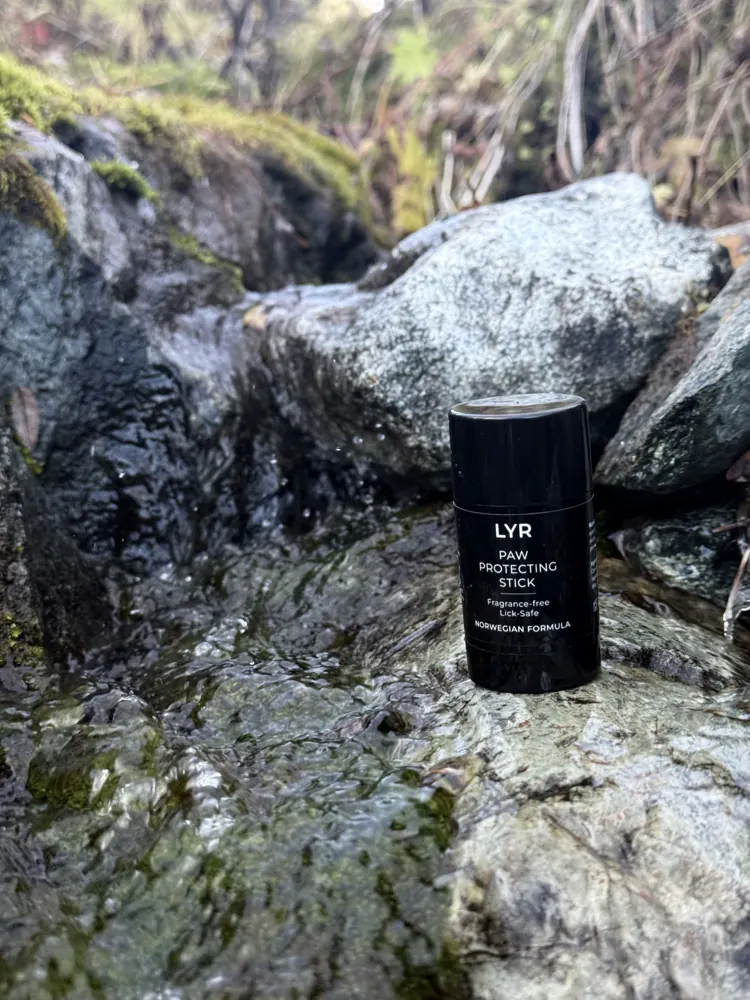 The LYR stick by a mountain stream
